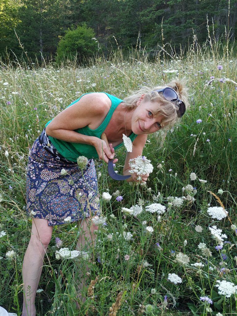A propos Récolte artisanale de fleurs sauvages dans une prairie, étape clé dans la production de tisanes bio.