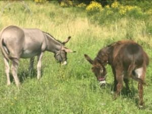 Photo de Doudou et Brindille dans un champs