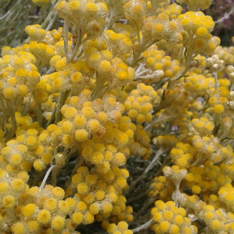 Herbier : Gros plan de fleurs d'immortelle jaune éclatante (Helichrysum italicum), plante connue pour ses vertus médicinales et cosmétiques.
