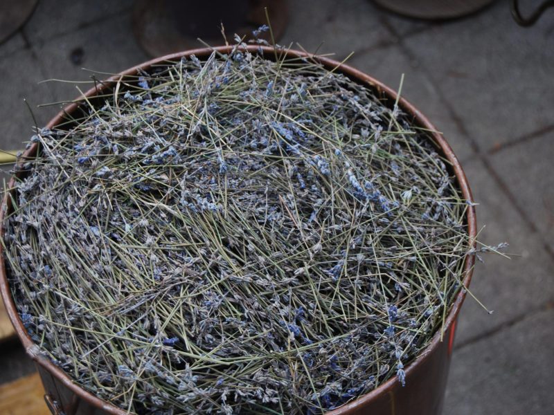 Exploitation Un grand récipient en métal rempli de tiges de lavande séchée, avec ses fleurs bleues emblématiques, récoltées pour la création d'huiles essentielles et de tisanes bien-être.