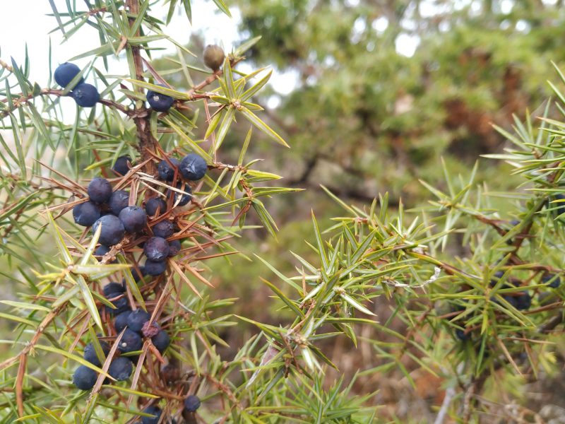 Exploitation Branche de genévrier avec des baies noires mûres. Cette plante est reconnue pour ses propriétés médicinales et aromatiques, utilisée dans des huiles essentielles et produits naturels.