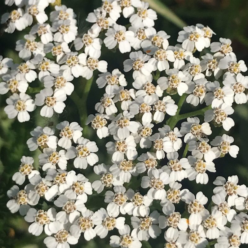 Herbier Fleur de Achillée Millefeuille blanche à cœur jaune vif plante aux usages thérapeutiques en aromathérapie.